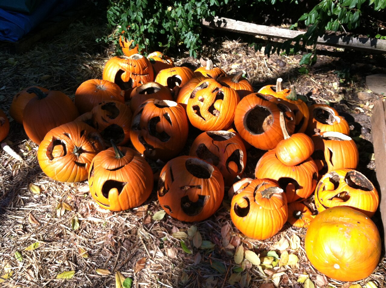 Carved Halloween jack-o'-lantern pumpkins displayed outdoors